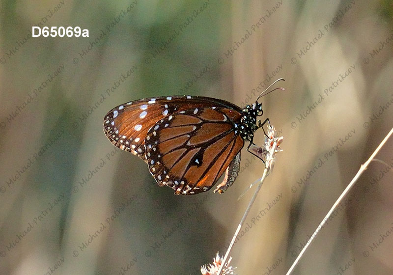 Danaus gilippus